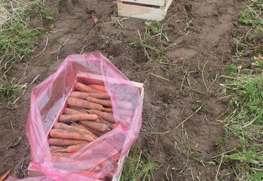 carottes - trafic de pesticides interdits