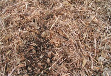 Ligne de semis après passage d’un chasse-paille. Le chasse-paille rotatif offre des conditions optimales de germination de la graine en semis direct.