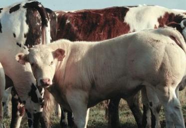 La Normandie est la première région d’élevage bovin français avec 2,2 millions de têtes.