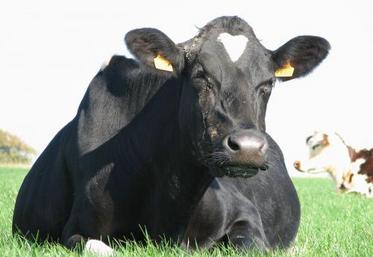 Le stade de lactation et le niveau de production sont deux éléments importants du calcul. La valeur de l’animal s’amortira d’autant mieux que sa production sera élevée et que la vache aura la possibilité de réaliser une seconde lactation.