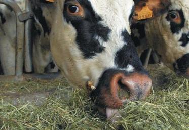 Vaches Normandes nourries uniquement au foin ventilé dans une ferme laitière certifiée “Agriculture Biologique”. (S. Leitenberger)