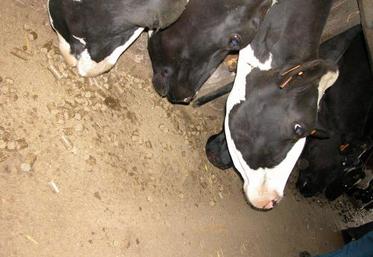 Le concentré se présente sous forme de bouchons fibreux de 23 mm. Cette granulométrie spécifique accentue la mastication et la rumination. La vache salive plus et produit plus de bicarbonate de soude (effet tampon et limitation des risques d’acidose).