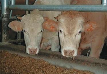 Les coproduits sont adaptés à l’alimentation des bovins mais doivent être utilisés à bon escient pour être compétitifs.