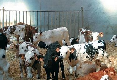 253 lots d'animaux ont été suivis. Cela représente près de 55 000 veaux répartis en 78 élevages de Bretagne, Basse-Normandie et Pays de la Loire.