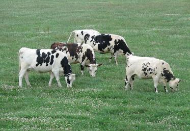 Il est conseillé de pâturer ras en sortie d’hiver et de sortir les vaches des parcelles lorsque la hauteur d'herbe est de 4.5 cm voire 4 cm.