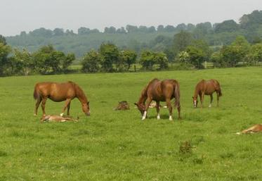 En Basse-Normandie, le réseau régional a été constitué en 2007 en partenariat avec l’Institut de l'élevage, les Chambres d’agriculture et le Conseil des chevaux de Basse-Normandie.