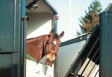 Un transport routier de deux jours pour des chevaux expérimentés conduit à une augmentation de la sécrétion de cortisol, indicateur de stress.