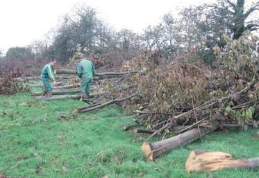 Travail du bois : attention aux branches sous tension !