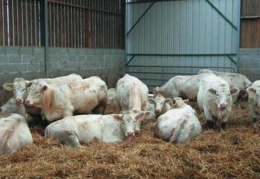 Les éleveurs de bovins viande connaissent depuis fin 2007 une augmentation sans précédent des charges d’exploitation.