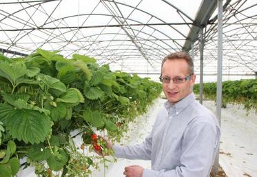 Alain Cottebrune. Installé depuis 1992, il multiplie les initiatives Après les tomates, ce sont des fraises qui sont produites dans le Val de Saire.