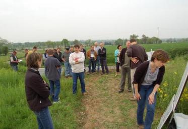 Le Colza valorise très bien les effluents d'élevage.