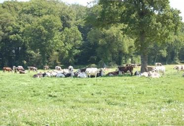 L’image d’une agriculture manchoise spécifique commence à disparaître.