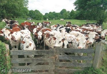 “Grands troupeaux” : sous cette dénomination, ont été regroupés les élevages laitiers de plus 
de 75 vaches.