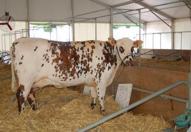 Les premiers animaux viennent d'arriver à Saint-Lô