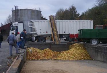 Déchargement des pommes à La Graverie, les 2/3 sont déjà envoyées sur l’Espagne.
