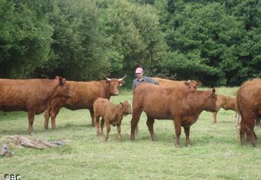 Visite d’élevage Chez Charles Dupuis à Teurtheville-Hague, lors de l'assemblée générale de la race Salers.