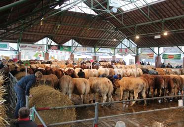 185 bovins viande venus de Normandie, Bretagne et des Pays de Loire; un régal pour les yeux.
