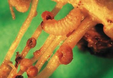 La larve des sitones est très gourmande des nodosités du pois et de la féverole.
