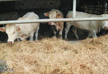 Des mesures préventives, simples mais efficaces peuvent éviter la transmission de la néosporose 
aux bovins.