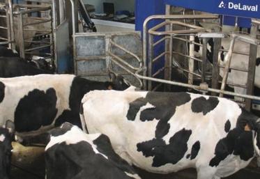 Avec un robot de traite, une stalle a une capacité maximale de 65 à 70 vaches traites par jour, soit une capacité de traite de 1800 à 2 000 litres environ par jour. Le système est donc peu évolutif. Au-delà de 70 à 80 vaches présentes, il faudra prévoir d’emblée une deuxième stalle.