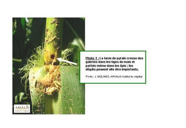 Photo 1 : la larve de pyrale creuse des galeries dans les tiges de maïs et parfois même dans les épis (flèche blanche) ; les dégâts peuvent vite être importants.