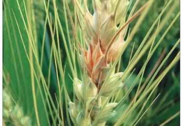 Les symptômes de fusariose apparaissent longtemps après la contamination, durant le remplissage des grains.