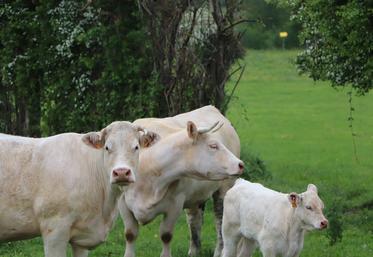 L'élevage bovin viande est présent dans plus de 93 000 exploitations en France d'après l'Insee.