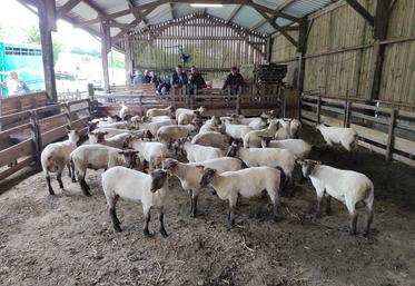 Un jeune lot de 59 béliers grandit au centre d'élevage de Tonneville sous l'œil de Etienne Damourette. La vente à Jobourg est programmée le 2 août.