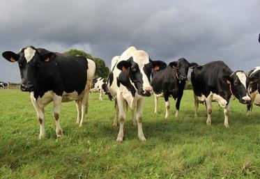 La production laitière est la première au niveau régional avec 32 % du chiffre d'affaires.