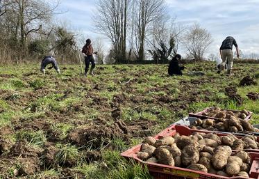 Le glanage de pommes de terre organisé par Solidarité bocage et Solaal le 13 mars 2024 avait permis un don de 1,5 tonne.