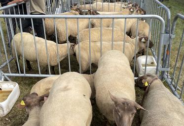 À l'approche des foires et festivals, la présence de moutons est de plus en plus incertaine.