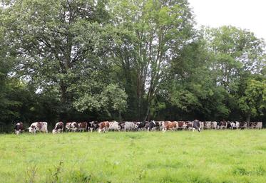 Entre 2015 et 2022, le nombre de vaches laitières en race Normande, dans le Calvados (données AICC), est passé de 25 153 à 21 008, soit une baisse de 16 %.