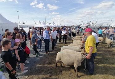 Installée à la foire de Lessay depuis 3 ans, l'édition 2024 du concours spécial n'aura pas lieu cette année en raison de la propagation de la FCO. (Archive 2023)