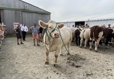 L'année dernière, une douzaine d'animaux de qualité avait été proposée à la vente. (archive 2023)