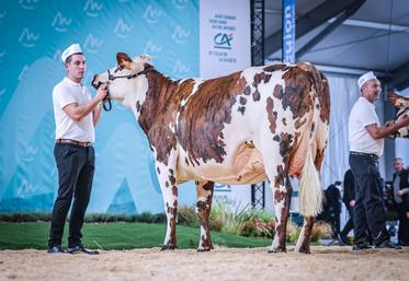 Sologne (fille de Ouijolie x Inexces), du Gaec Gosset, remporte le titre de meilleure bouchère et championne jeune, ainsi que le 1er prix de section (1re lactation) au Sommet de l'élevage.