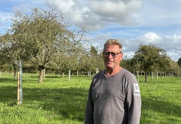 Un an après la tempête, des pommiers ont été replantés, là où d'autres avaient été frappés par la tempête.