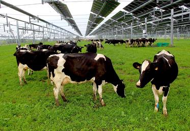 À St-Ouen-des-Besaces (14), cela faisait 15 ans que les animaux ne sortaient plus pour des questions techniques et d'organisation du travail. Depuis deux mois, elles ressortent 1 à 3 heures par jour. "Les vaches doivent se réhabituer à couper l'herbe, ça s'améliore de jour en jour. Elles comprennent aussi qu'elles peuvent se coucher dans la parcelle", constate Yoann Bizet.