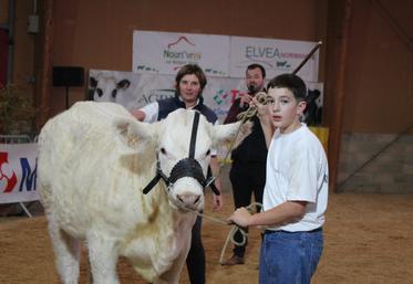 77 animaux ont défilé sur le ring lors du concours Charolais au Salon Tous paysans à Alençon.