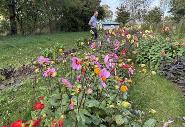 Bonbon Voltz a été primé au concours international du dahlia à Paris.