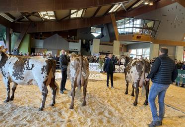 La Normande sera à l'honneur pour le concours interdépartemental à la Saint Martin. Un moment convoité par les visiteurs.