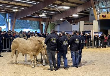 Les Blondes d'Aquitaine seront de retour à la Foire Saint-Martin de Saint-Hilaire-du-Harcouët, sous le marché couvert. Une quarantaine d'animaux est attendue.