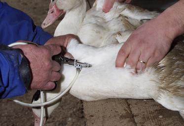 Deux cas de grippe aviaire ont été détectés en Normandie fin 2024.