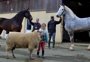 Maeline, 7 ans, est accompagnée de son bélier Avranchin Hulk et de ses parents, éleveurs du Gaec de la Cauvellière, avec Mimosa Cauvellière, Cob normand et Mufasa Clermonteix, Percheron.