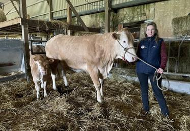 Le Gaec Lorin Bossuyt participe à sa neuvième édition du Salon de l'agriculture 2025 avec une vache suitée, Sybella et son veau.