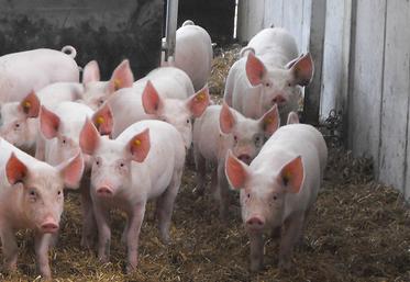 Les assemblées générales de l'Arip et de l'UNGP ont permis d'aborder de nombreux sujets concernant la filière porcine normande comme la gestion sanitaire des élevages, le bien-être animal ou les habitudes de consommation des Français.