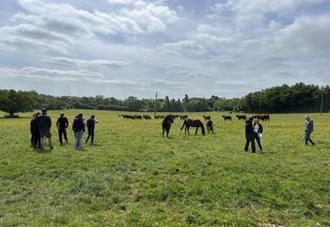 Les éleveurs ont pu observer de près les Salers suitées dans les prairies avec les juments trotteuses et pur-sang.