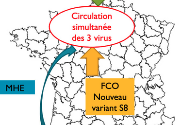 La période vectorielle pour la FCO et la MHE arrivant, l'Orne se retrouve face à trois menaces venant du nord et du sud.