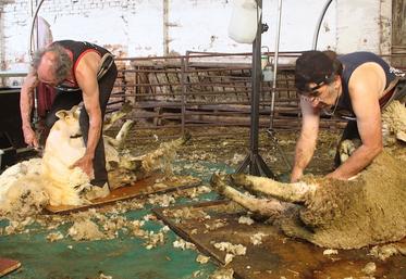 En ce 21 mai à Amécourt, ce sont 200 brebis, 50 agnelles et 11 béliers qui seront débarrassés de leur tonsure.