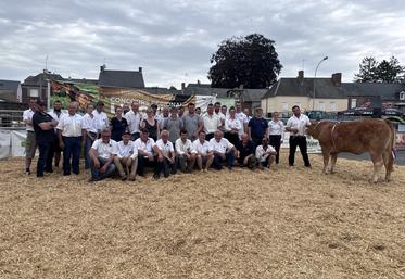 Une cinquantaine d'animaux de race Limousine issus de 17 élevages normands ont participé au concours régional à Torigny-les-Villes.