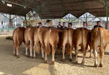 Pas moins d'une cinquantaine d'animaux sont attendus au concours interdépartemental Limousin à Torigny-les-Villes le 21 juin.